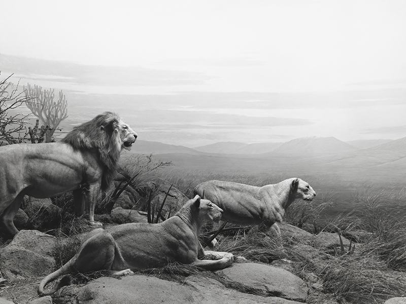 Black and white photograph of a diorama of a lion and two lionesses on a rocky rise, looking out over a hazy plain and distant mountains